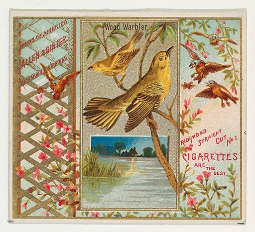 Wood Warbler, from the Birds of America series (N37) for Allen & Ginter Cigarettes