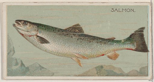 Salmon, from the series Fishers and Fish (N74) for Duke brand cigarettes
