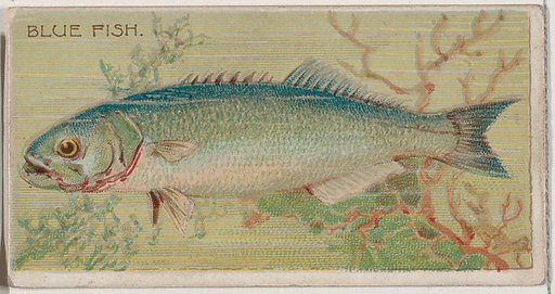 Blue Fish, from the series Fishers and Fish (N74) for Duke brand cigarettes