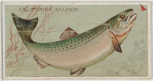 California Salmon, from the series Fishers and Fish (N74) for Duke brand cigarettes