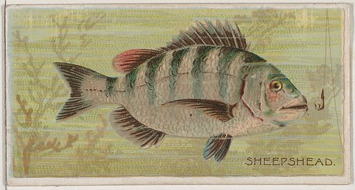 Sheepshead, from the series Fishers and Fish (N74) for Duke brand cigarettes
