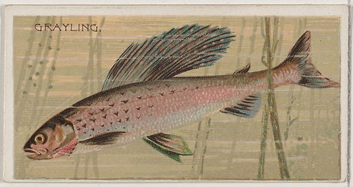 Grayling, from the series Fishers and Fish (N74) for Duke brand cigarettes