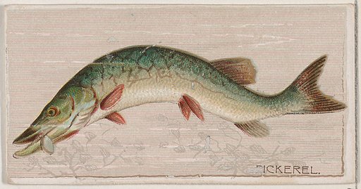 Pickerel, from the series Fishers and Fish (N74) for Duke brand cigarettes