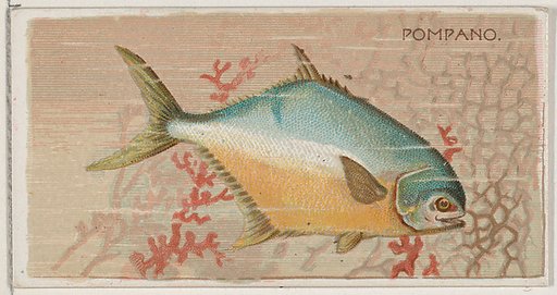 Pompano, from the series Fishers and Fish (N74) for Duke brand cigarettes