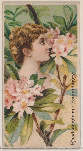 Rhododendron: Expectancy, from the series Floral Beauties and Language of Flowers (N75) for Duke brand cigarettes