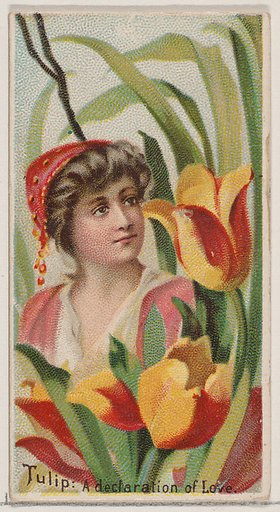 Tulip: A Declaration of Love, from the series Floral Beauties and Language of Flowers (N75) for Duke brand cigarettes