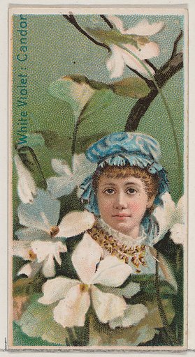 White Violet: Candor, from the series Floral Beauties and Language of Flowers (N75) for Duke brand cigarettes
