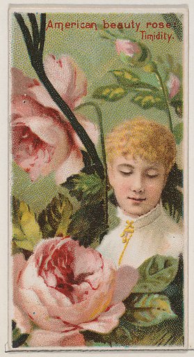 American Beauty Rose: Timidity, from the series Floral Beauties and Language of Flowers (N75) for Duke brand cigarettes