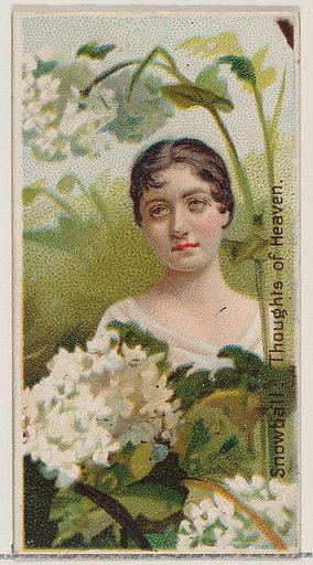 Snowball: Thoughts of Heaven, from the series Floral Beauties and Language of Flowers (N75) for Duke brand cigarettes