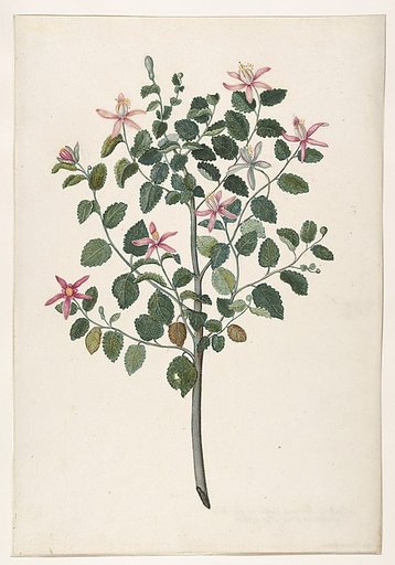 Study of a Plant with Red-Purple Flowers (Sebastiana africana purpurea)