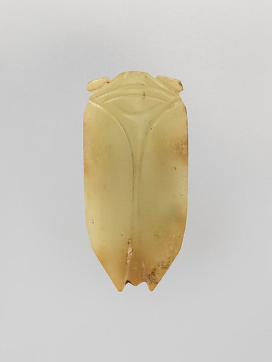 Cicada