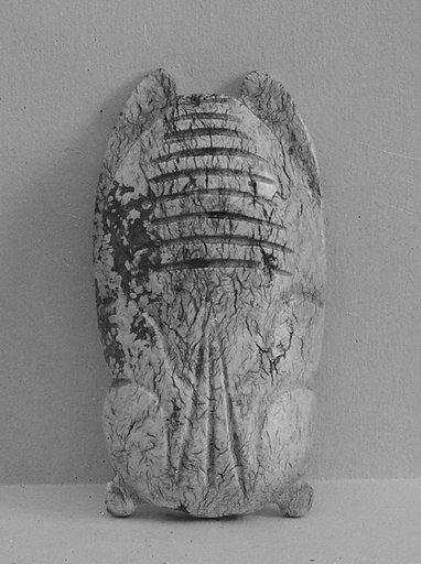 Cicada