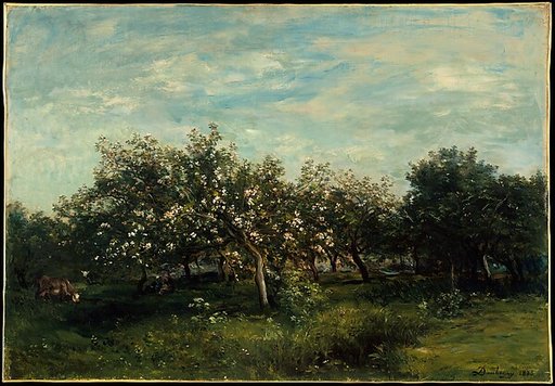 Apple Blossoms