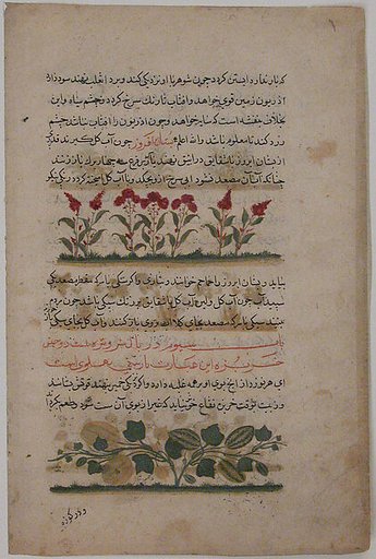 "Purple Amaranth and Watermelon", Folio from a Dispersed Nuzhatnama-i ‘Ala’i of Shahmardan ibn Abi’l Khayr