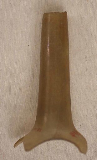 Fragment of Bottle