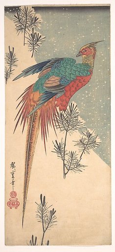 Golden Pheasant and Pine Shoots in Snow
