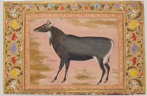 "Study of a Nilgai (Blue Bull)", Folio from the Shah Jahan Album