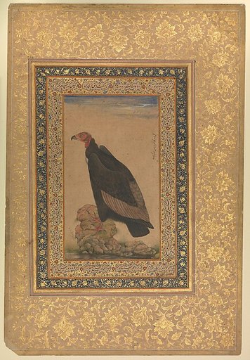"Red-Headed Vulture", Folio from the Shah Jahan Album