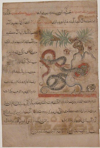 "Pair of Serpents", Folio from a Manafi' al-Hayawan (On the Usefulness of Animals) of Ibn Bakhtishu'