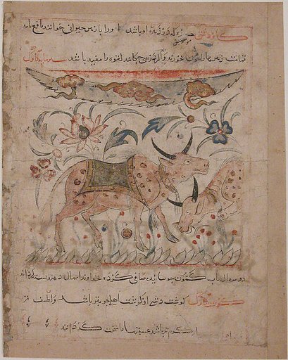 "Oxen amongst Foliage", Folio from a Manafi' al-Hayawan (On the Usefulness of Animals) of Ibn Bakhtishu'