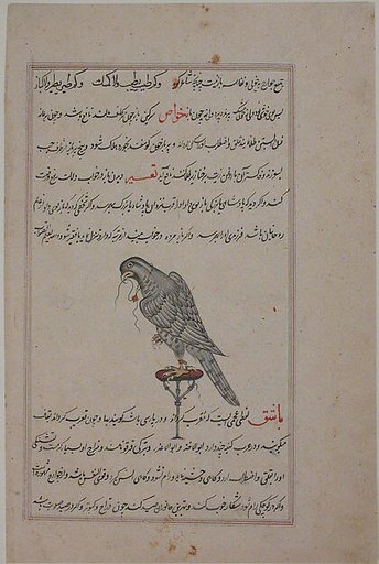 "Hawk on Perch", Folio from a Bestiary and Herbal