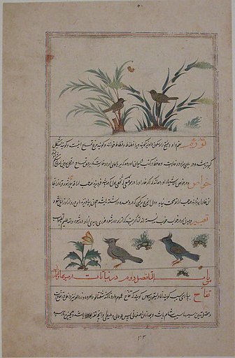 Folio from a Bestiary and Herbal