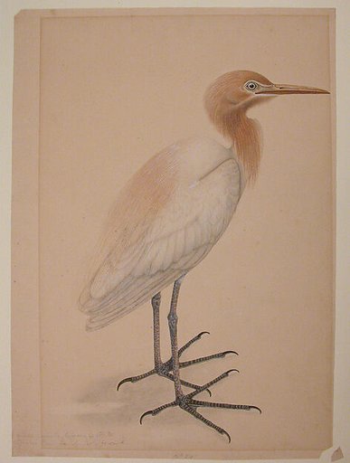 A Heron