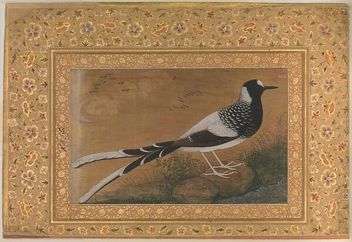 "Spotted Forktail", Folio from the Shah Jahan Album