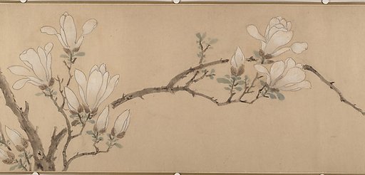 Magnolia