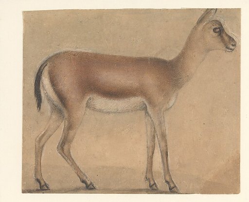 A Gazelle in Profile, Moving Toward the Right