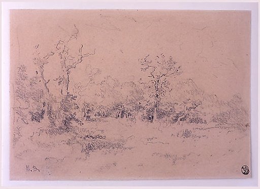 Forest Clearing