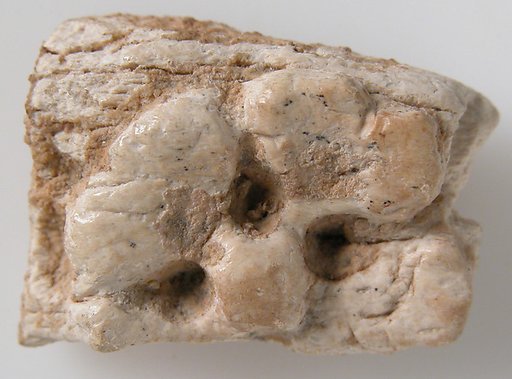 Relief Fragment with Part of a Rosette