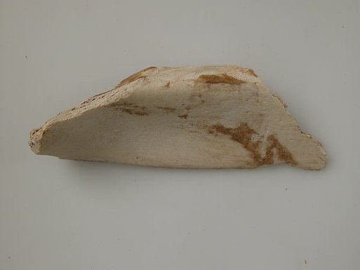 Bone