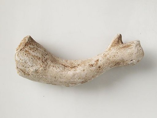 Arm Fragment