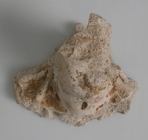 Head and Neck Fragment