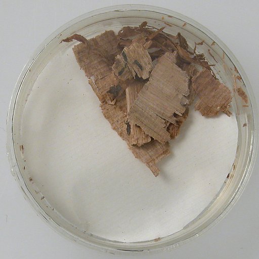 Papyri Fragments