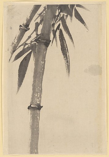 Bamboo