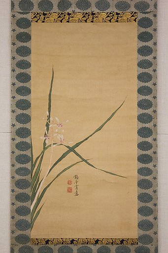 Orchid