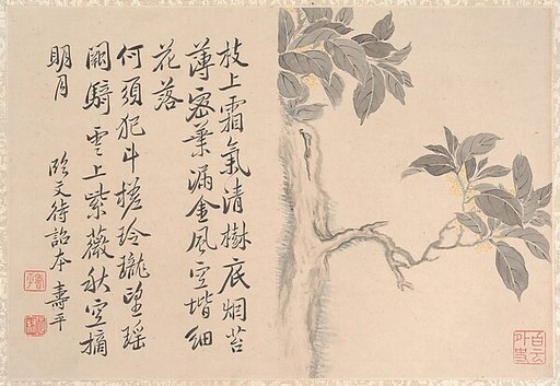 Cassia Tree