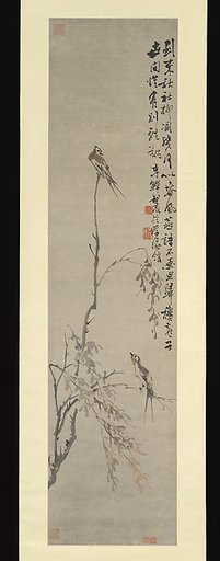 Swallows
