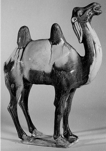 Camel