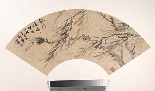 Cicada