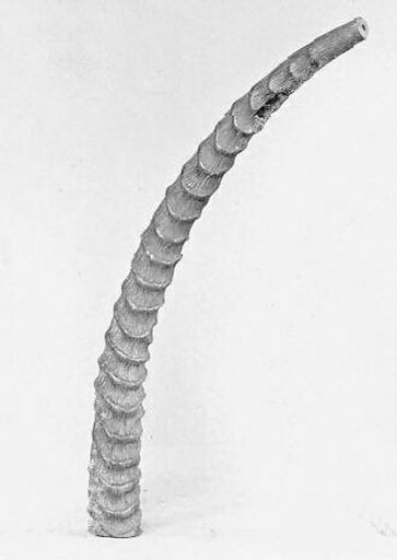 Horn