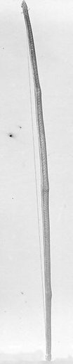 Pinaka