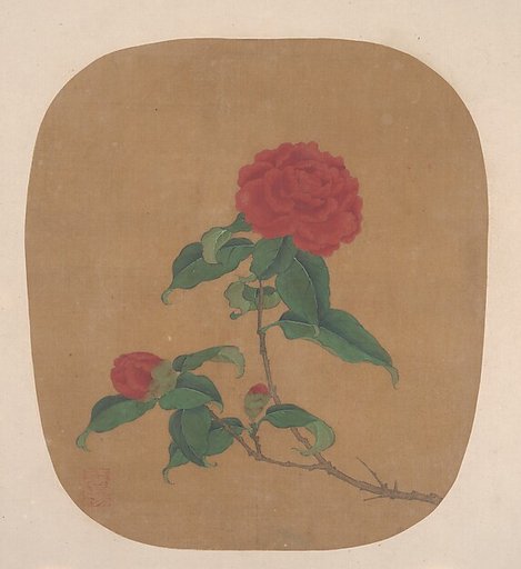 Camellia Flowers