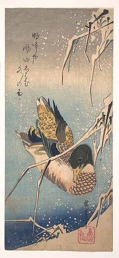 A Wild Duck near a Snow-laden Shore