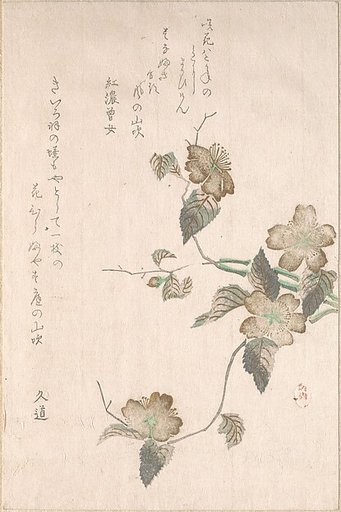Yamabuki Flowers (kerria japonica)