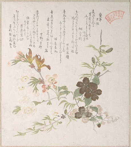 Cherry Blossoms and Yamabuki Flowers