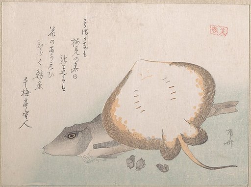 Stingray and Gurnard