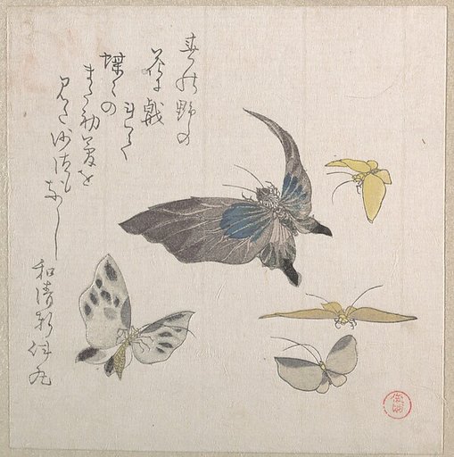 Butterflies